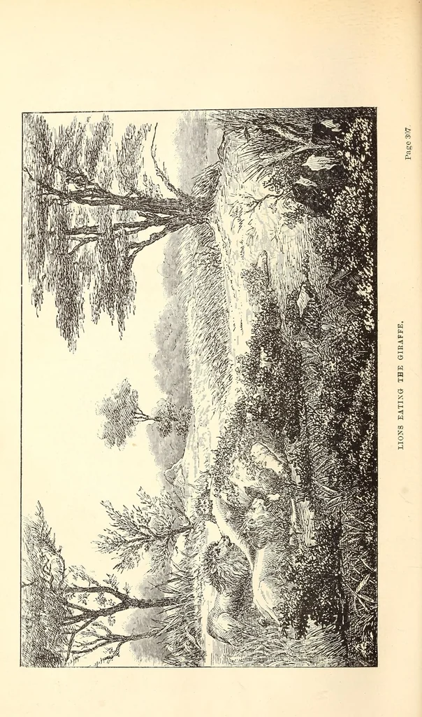 An illustration from Through the Kalahari Desert; a narrative of a journey with gun, camera, and note-book to Lake N'gami and back, 1886, leaf 348