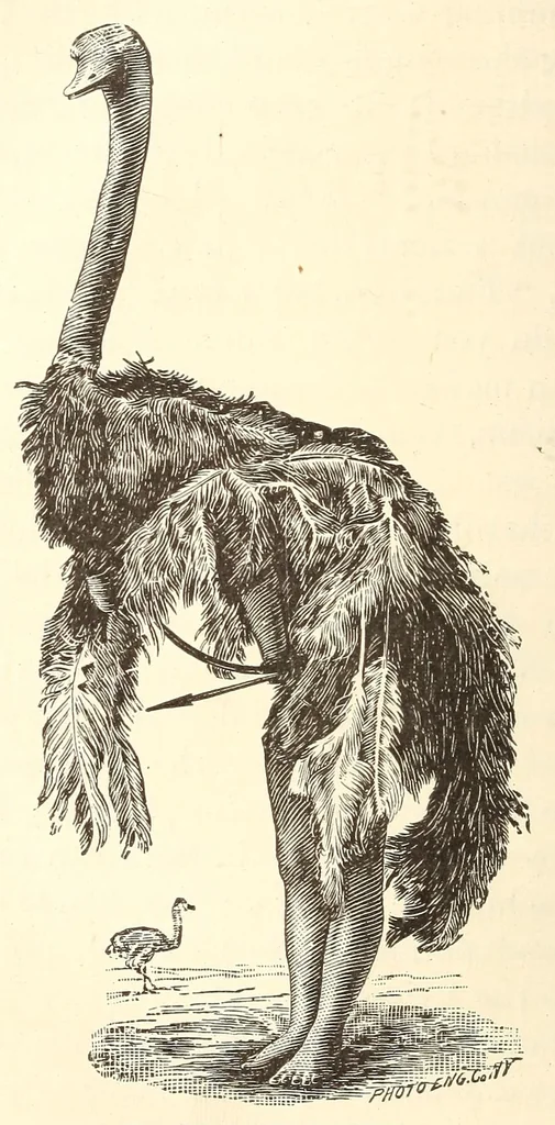 An illustration from Through the Kalahari Desert; a narrative of a journey with gun, camera, and note-book to Lake N'gami and back, 1886, leaf 372