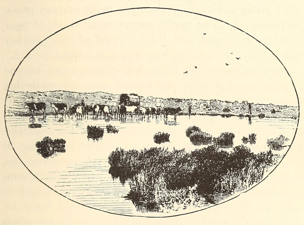 An illustration from Through the Kalahari Desert; a narrative of a journey with gun, camera, and note-book to Lake N'gami and back, 1886, leaf 427