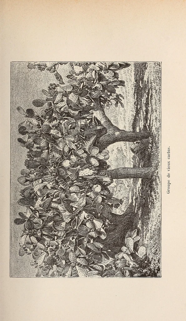 An illustration from Timbouctou, voyage au Maroc au Sahara et au Soudan, 1886, leaf 141