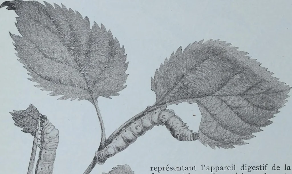 An illustration from Tissus et nouveauts 1901, 1901, leaf 11