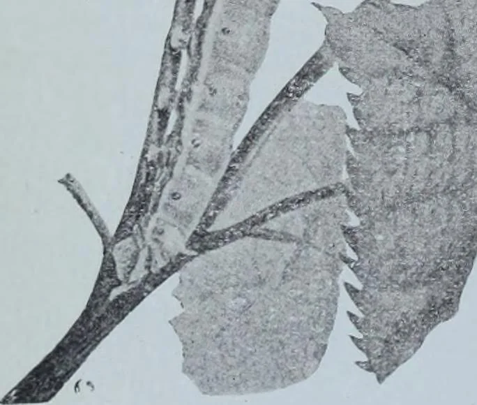 An illustration from Tissus et nouveauts 1901, 1901, leaf 11