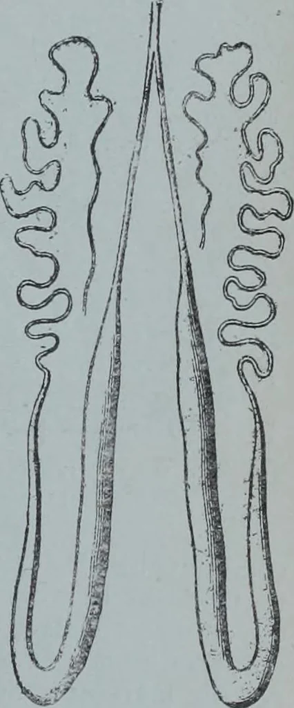 An illustration from Tissus et nouveauts 1901, 1901, leaf 16