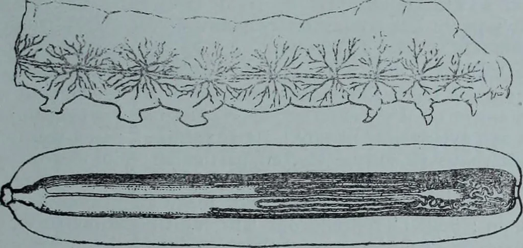 An illustration from Tissus et nouveauts 1901, 1901, leaf 16
