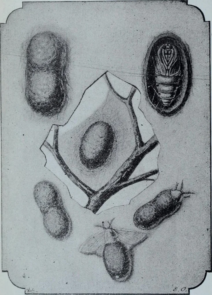 An illustration from Tissus et nouveauts 1901, 1901, leaf 17