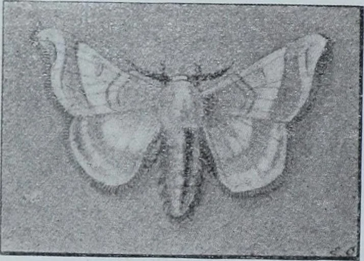 An illustration from Tissus et nouveauts 1901, 1901, leaf 19