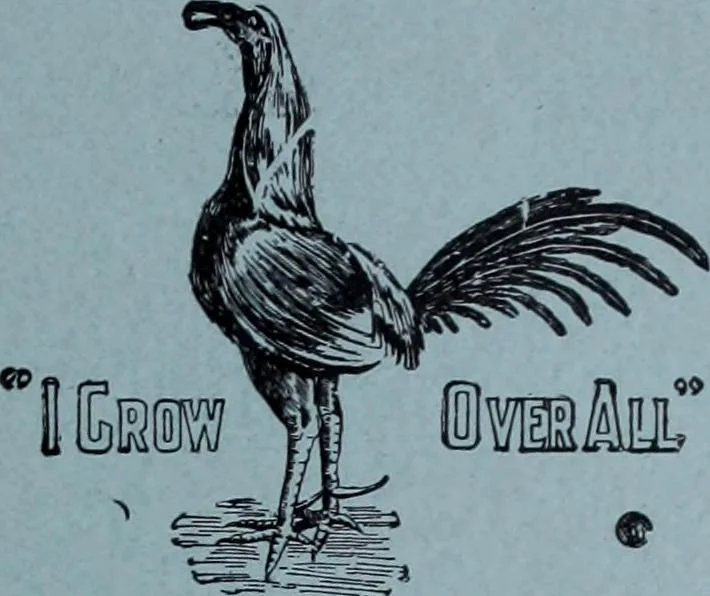 An illustration from Tissus et nouveauts 1901, 1901, leaf 646