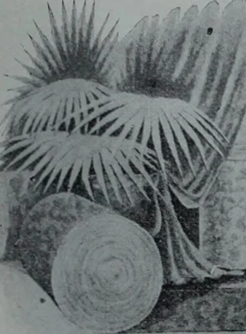 An illustration from Tissus et nouveauts 1903, 1903, leaf 136
