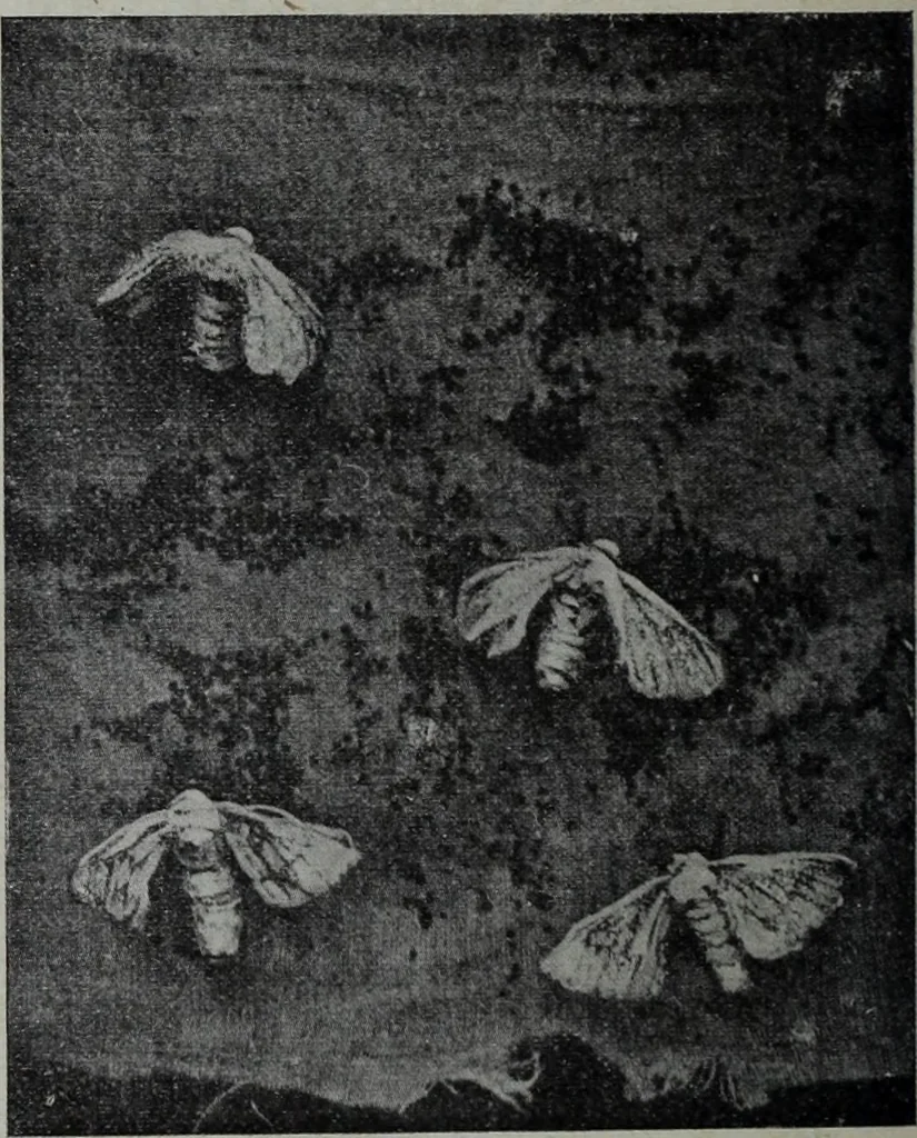 An illustration from Tissus et nouveauts 1903, 1903, leaf 719