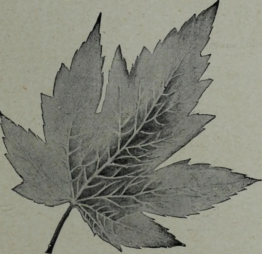 An illustration from Tissus et nouveauts 1904, 1904, leaf 530