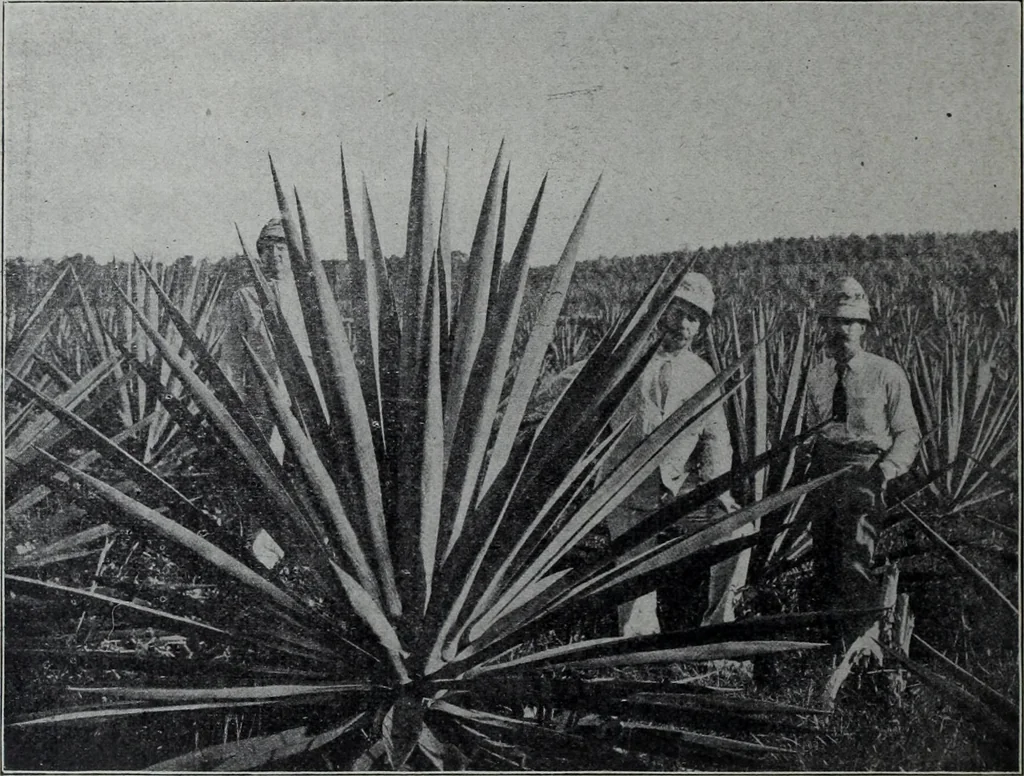 An illustration from Tissus et nouveauts 1904, 1904, leaf 763