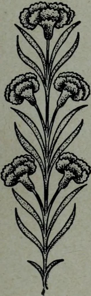 An illustration from Tissus et nouveauts 1904, 1904, leaf 806