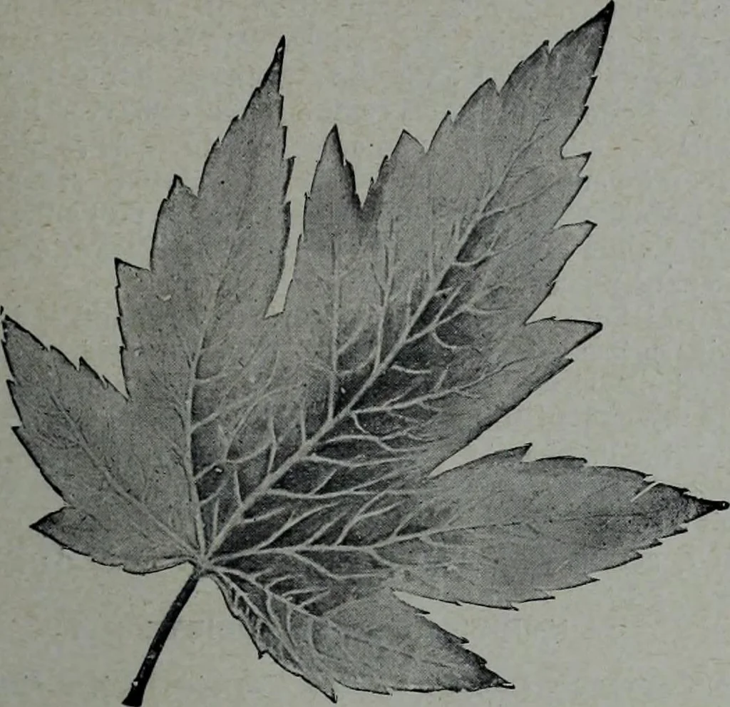 An illustration from Tissus et nouveauts 1905, 1905, leaf 150