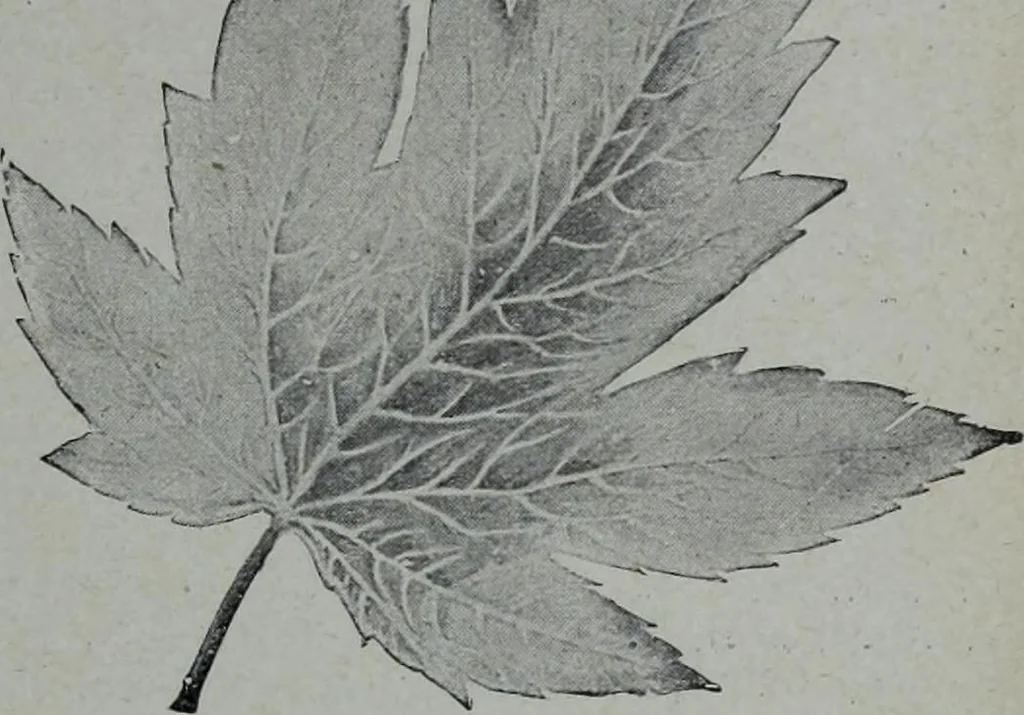 An illustration from Tissus et nouveauts 1905, 1905, leaf 268