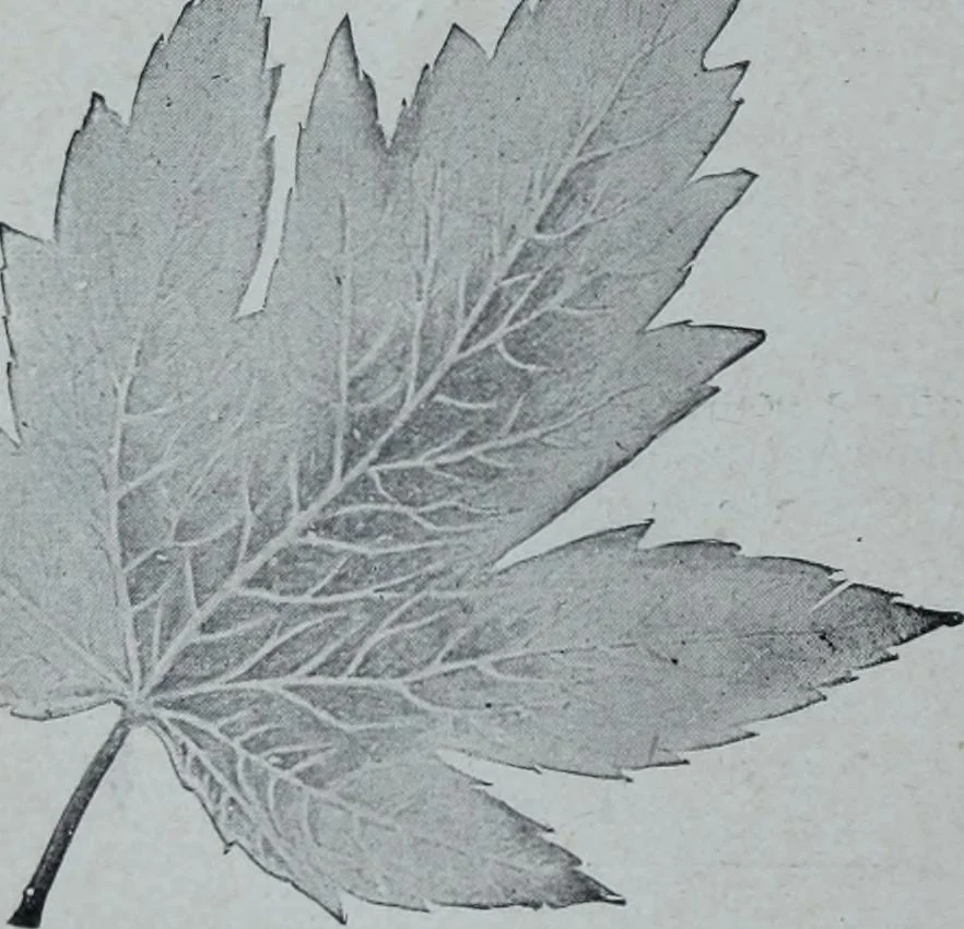 An illustration from Tissus et nouveauts 1905, 1905, leaf 347