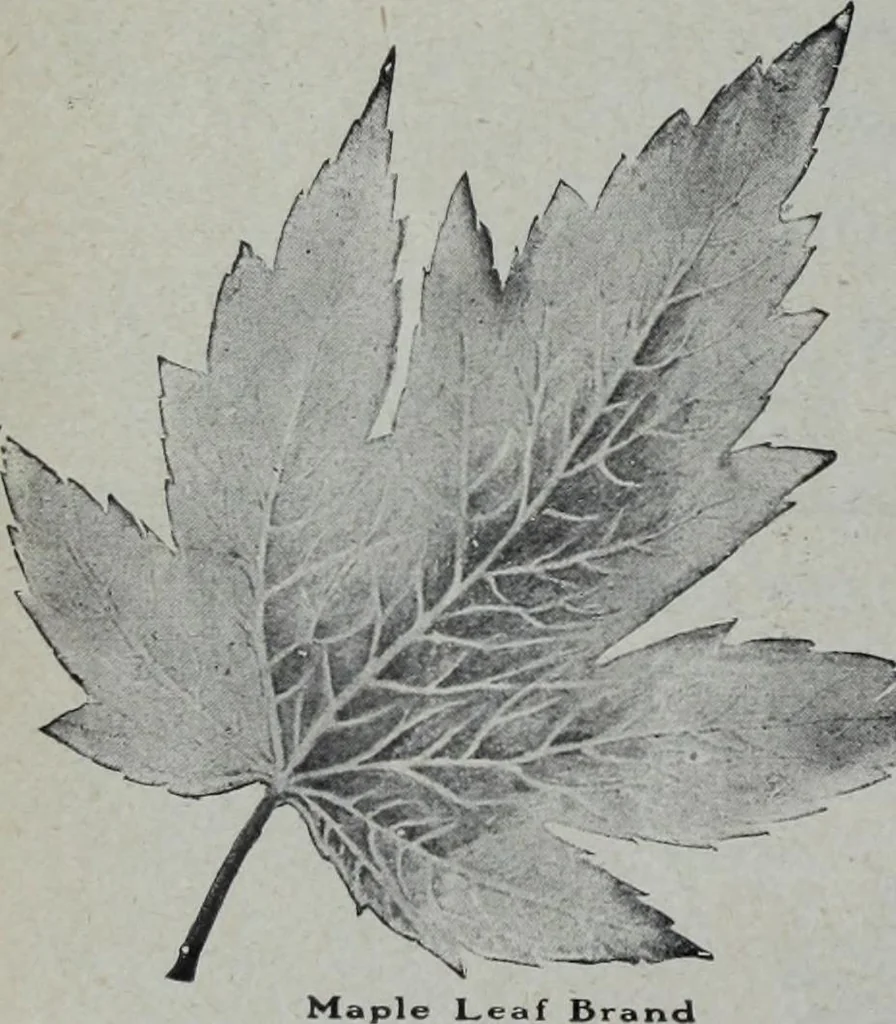 An illustration from Tissus et nouveauts 1905, 1905, leaf 37