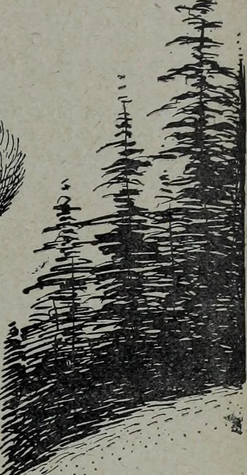 An illustration from Tissus et nouveauts 1905, 1905, leaf 558