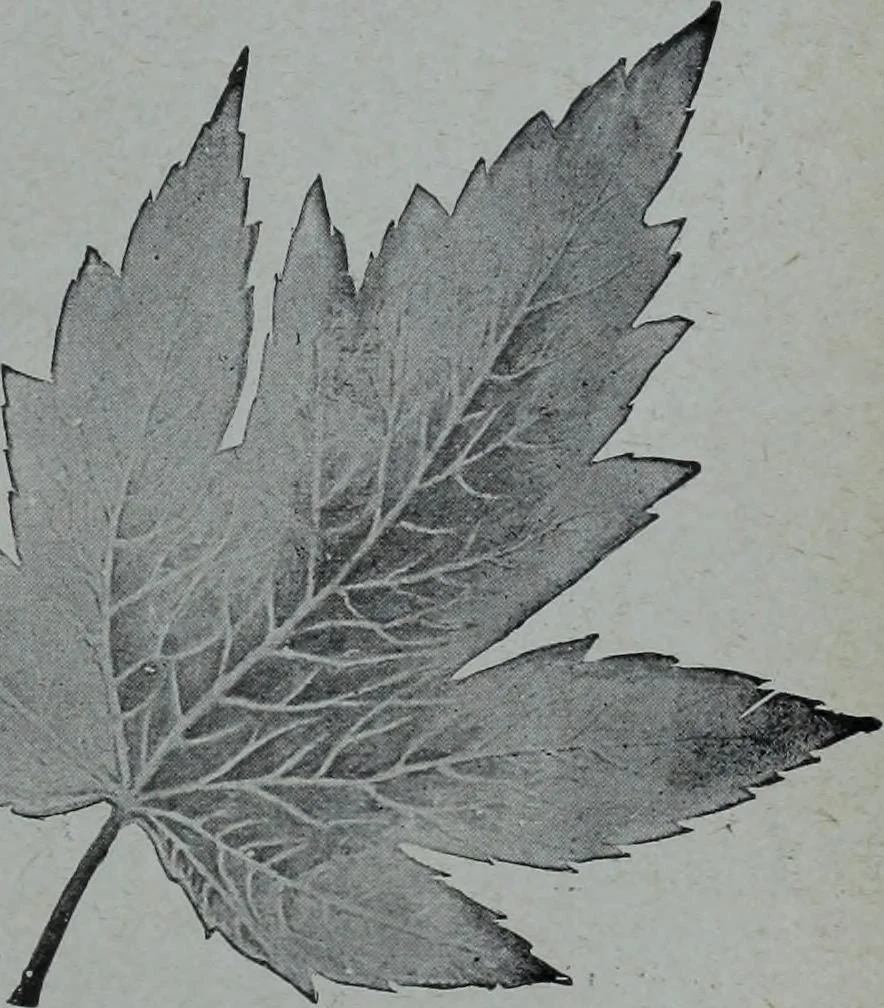 An illustration from Tissus et nouveauts 1905, 1905, leaf 670