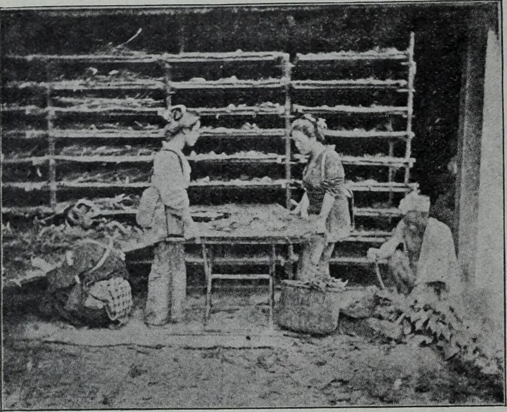 An illustration from Tissus et nouveauts 1906, 1906, leaf 107