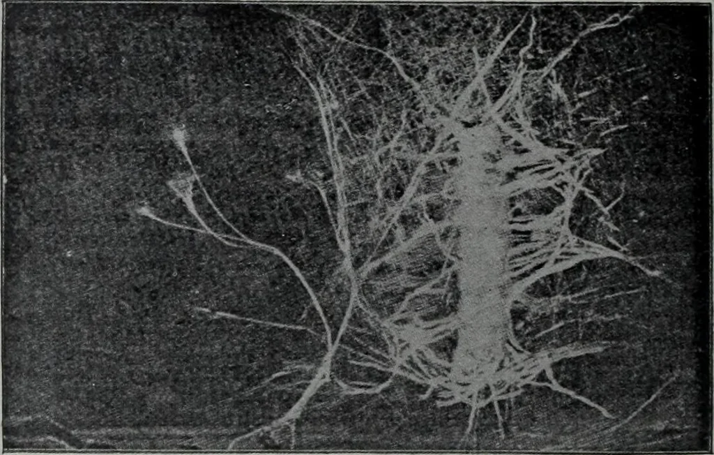 An illustration from Tissus et nouveauts 1906, 1906, leaf 109