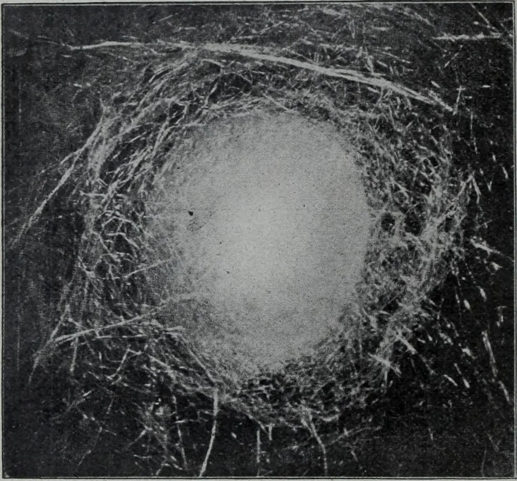 An illustration from Tissus et nouveauts 1906, 1906, leaf 111