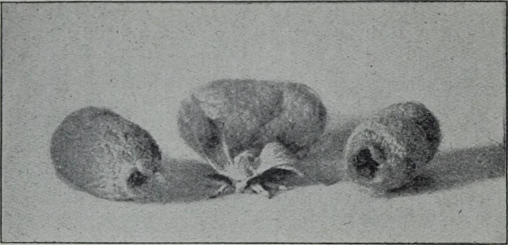 An illustration from Tissus et nouveauts 1906, 1906, leaf 113