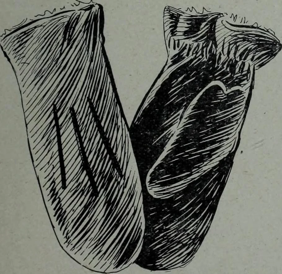 An illustration from Tissus et nouveauts 1906, 1906, leaf 26
