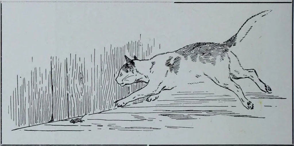 An illustration from Tissus et nouveauts 1906, 1906, leaf 427