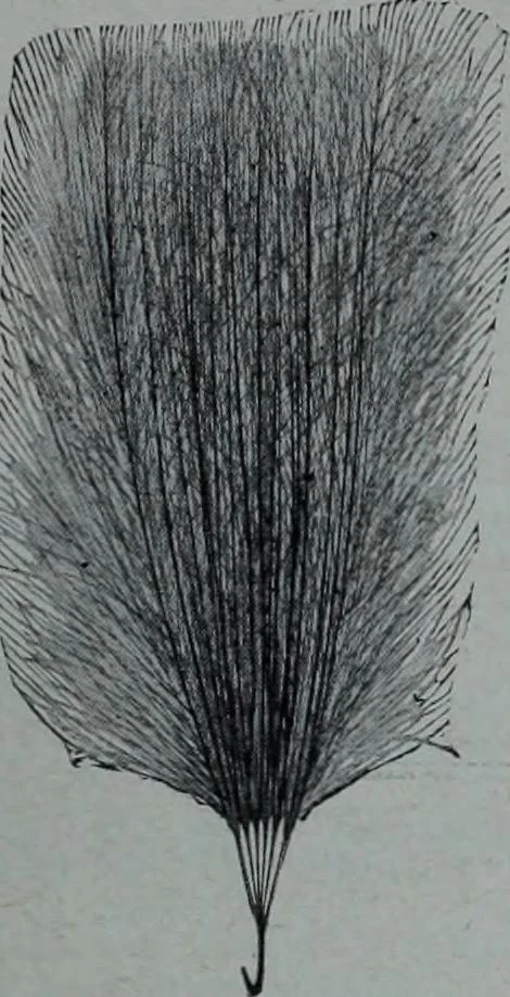 An illustration from Tissus et nouveauts 1906, 1906, leaf 646