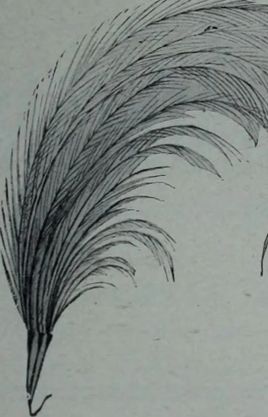 An illustration from Tissus et nouveauts 1906, 1906, leaf 646