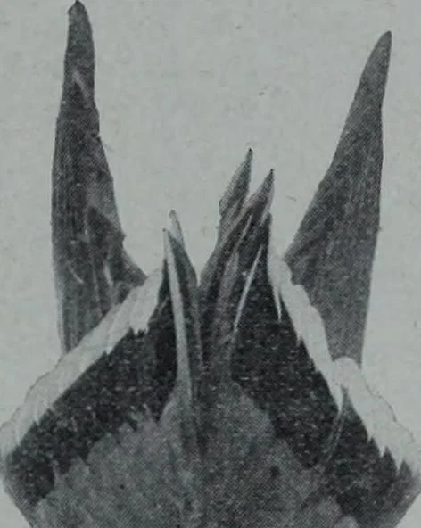 An illustration from Tissus et nouveauts 1906, 1906, leaf 646