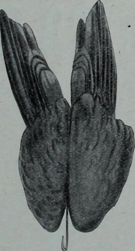 An illustration from Tissus et nouveauts 1906, 1906, leaf 646