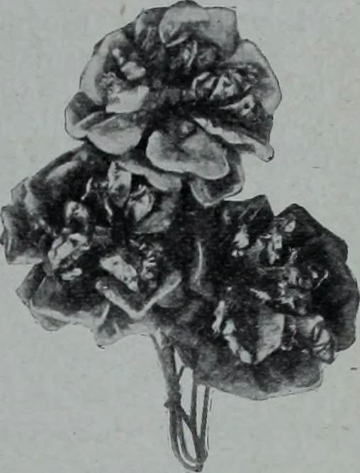 An illustration from Tissus et nouveauts 1906, 1906, leaf 646
