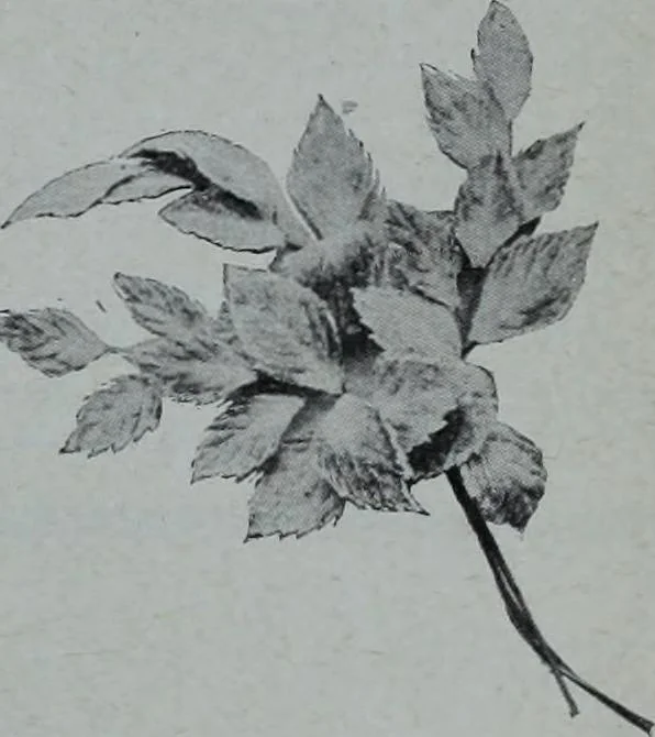 An illustration from Tissus et nouveauts 1906, 1906, leaf 646