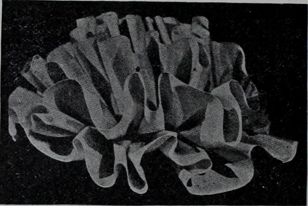 An illustration from Tissus et nouveauts 1907, 1907, leaf 135