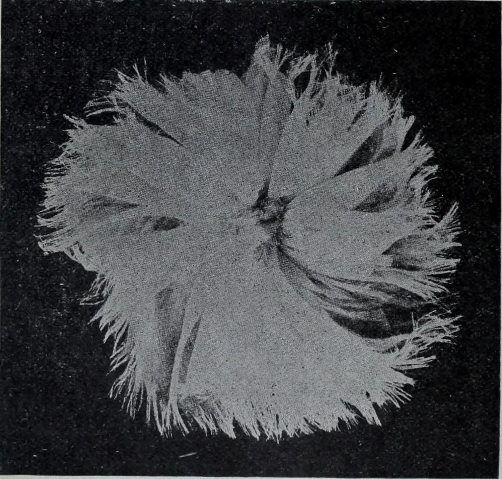 An illustration from Tissus et nouveauts 1907, 1907, leaf 135
