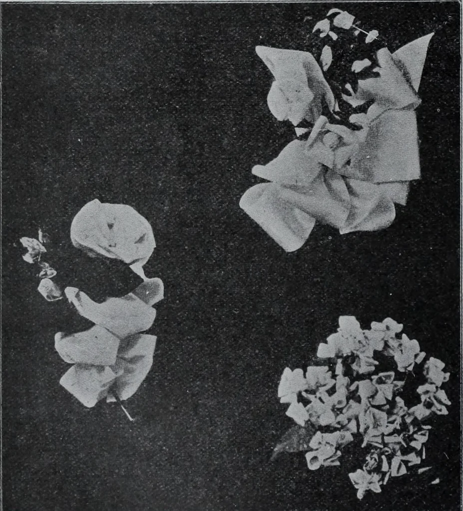 An illustration from Tissus et nouveauts 1907, 1907, leaf 193