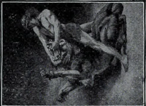 An illustration from Tissus et nouveauts 1907, 1907, leaf 234