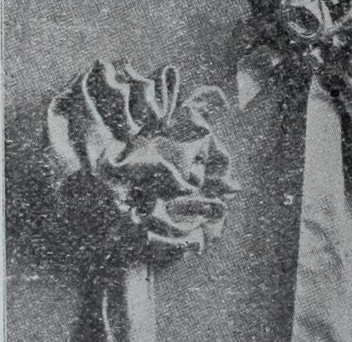 An illustration from Tissus et nouveauts 1907, 1907, leaf 267