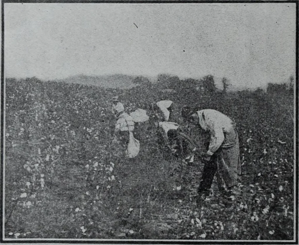An illustration from Tissus et nouveauts 1907, 1907, leaf 429