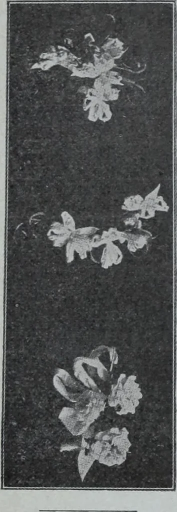 An illustration from Tissus et nouveauts 1907, 1907, leaf 43