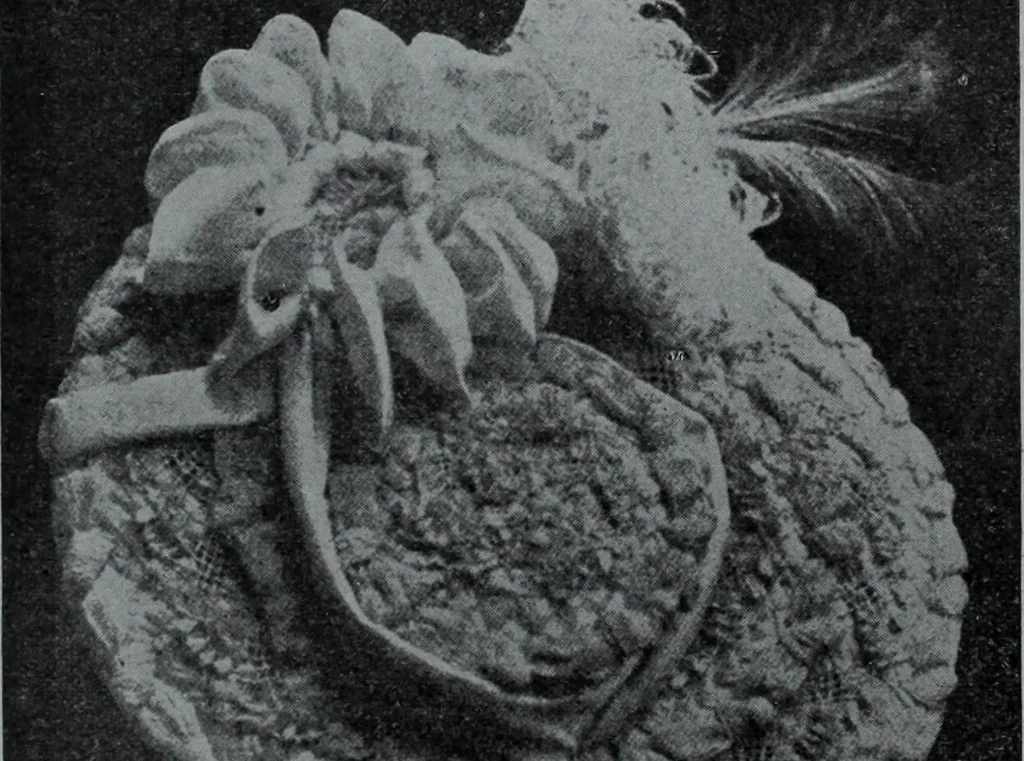 An illustration from Tissus et nouveauts 1907, 1907, leaf 76
