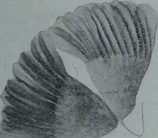 An illustration from Tissus et nouveauts 1909, 1909, leaf 546