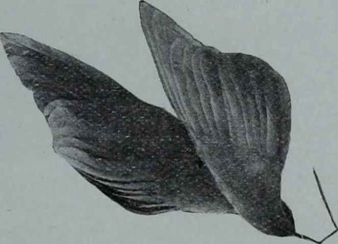 An illustration from Tissus et nouveauts 1909, 1909, leaf 546