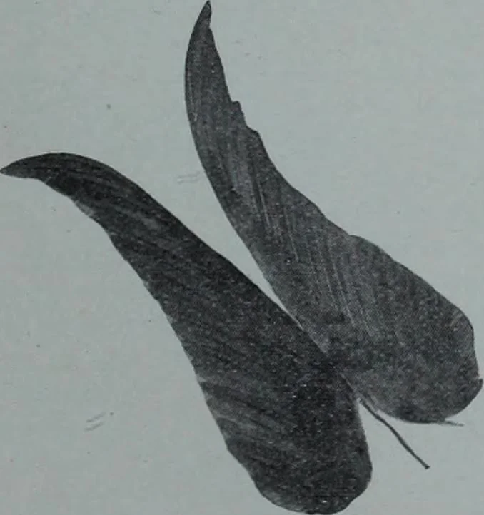 An illustration from Tissus et nouveauts 1909, 1909, leaf 546