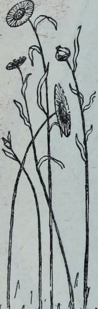 An illustration from Tissus et nouveauts 1909, 1909, leaf 625