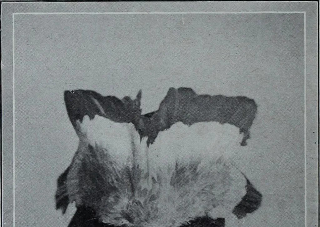 An illustration from Tissus et nouveauts 1910, 1910, leaf 457