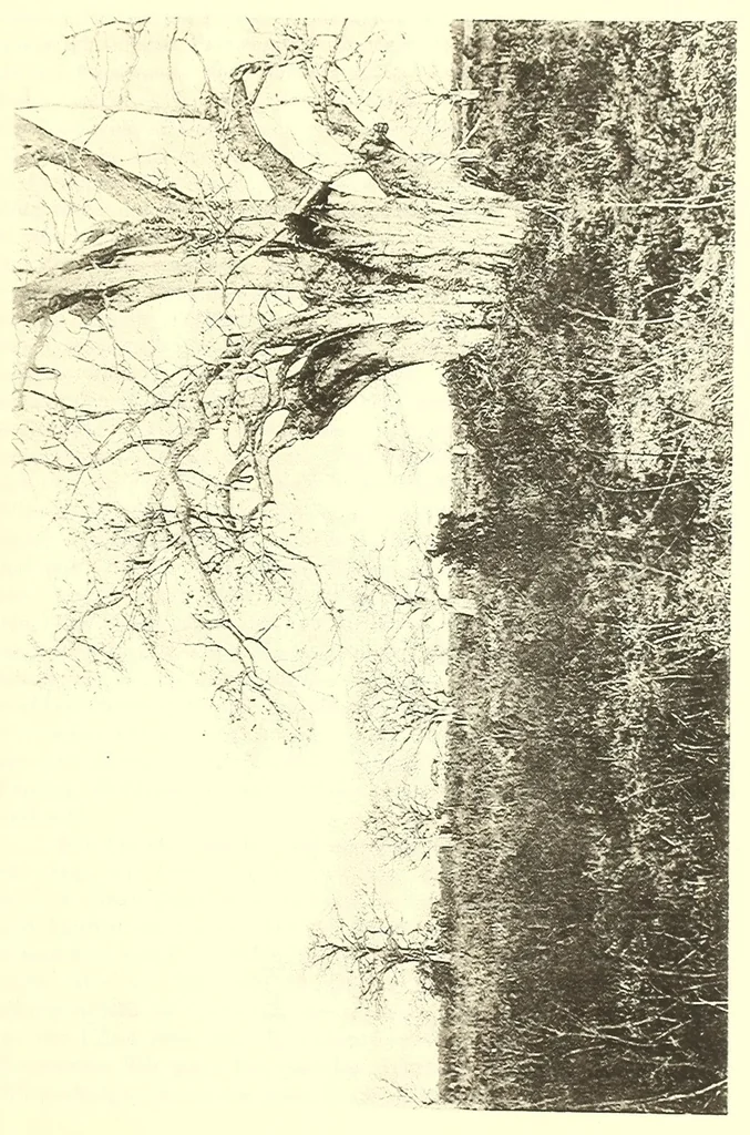 An illustration from Togo unter deutscher Flagge Reisebilder und Betrachtungen, 1899, leaf 155