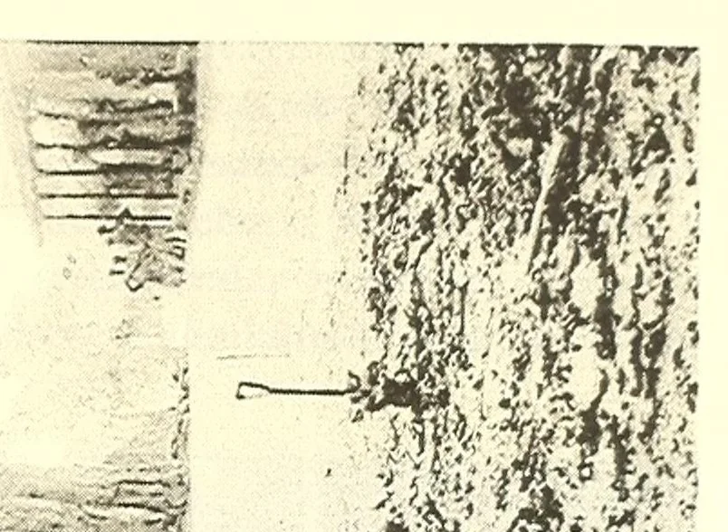 An illustration from Togo unter deutscher Flagge Reisebilder und Betrachtungen, 1899, leaf 257