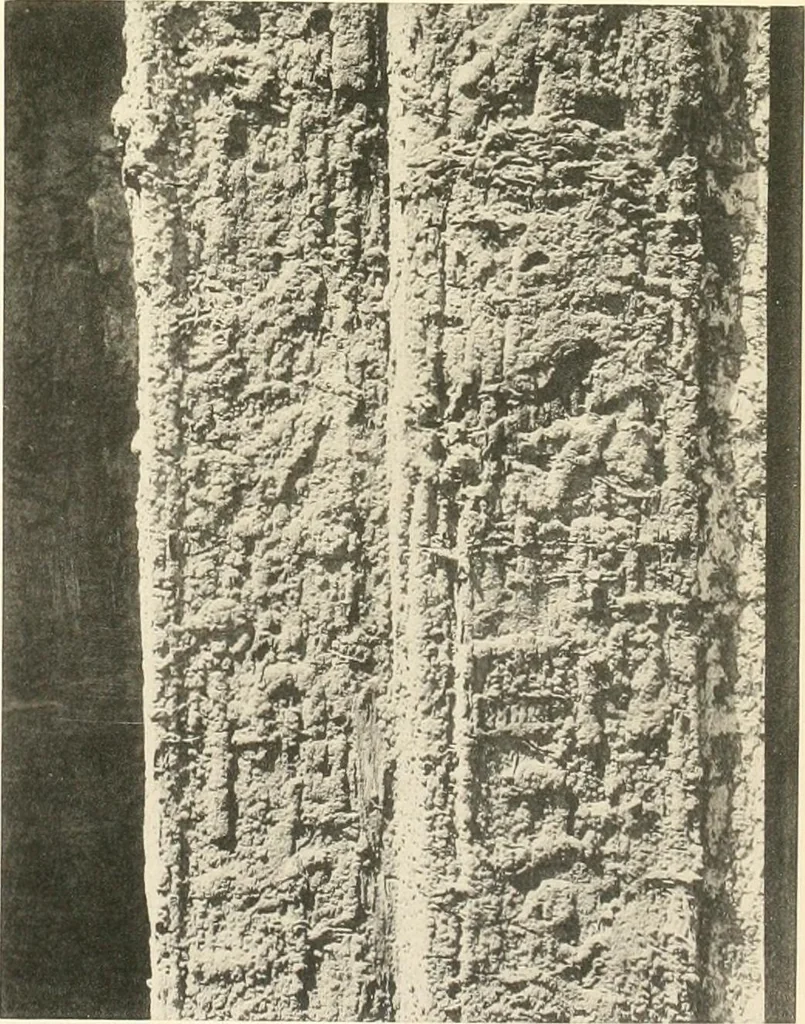 An illustration from Tombs of the third Egyptian dynasty at Reqâqnah and Bêt Khallâf, 1904, leaf 118
